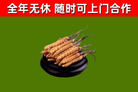 清镇回收冬虫夏草