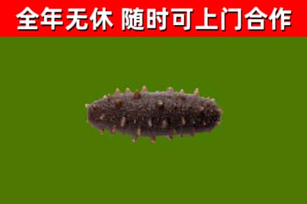 清镇回收海参干